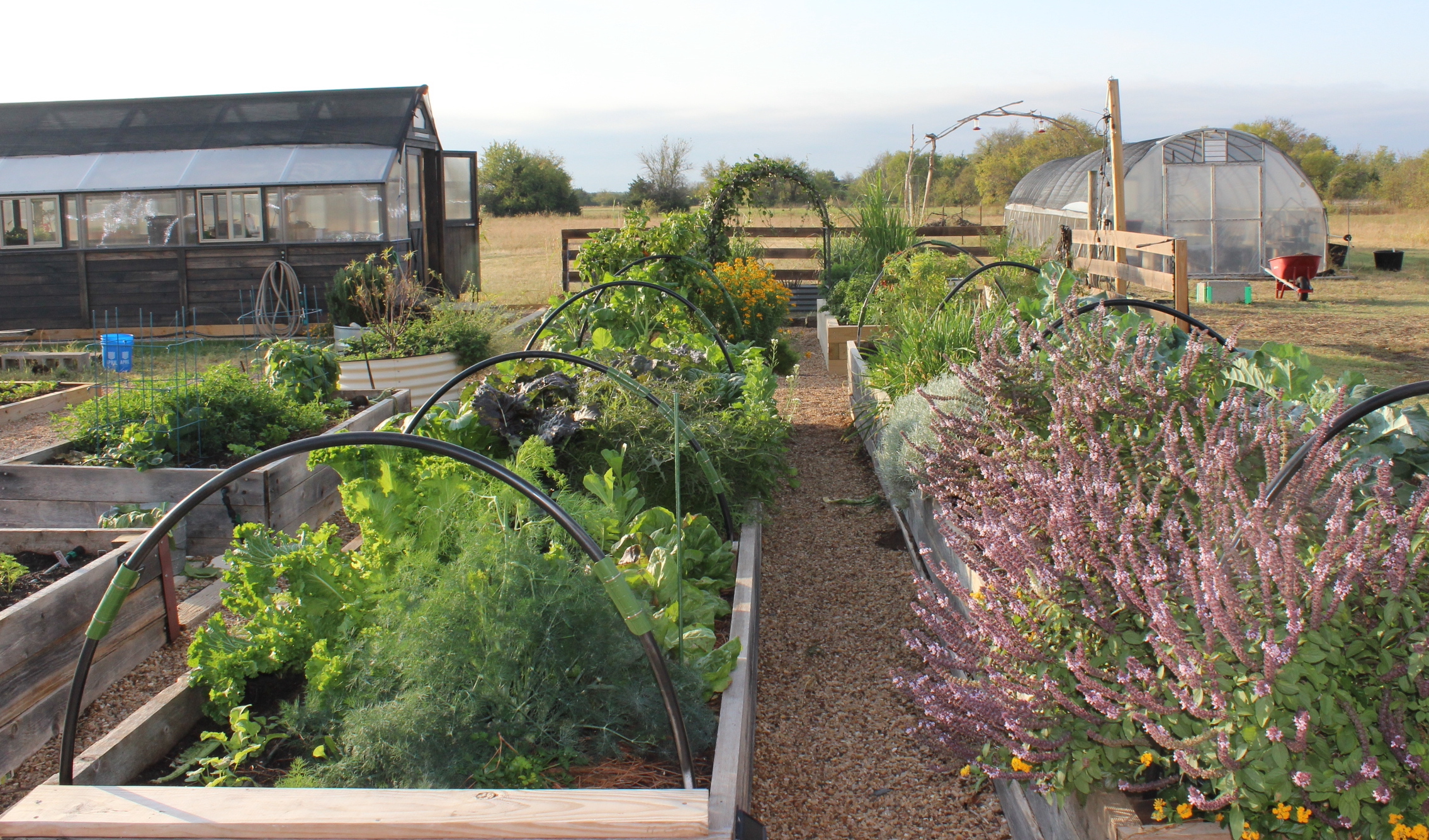 Rows of greens and herbs growing in a North Texas market garden at golden hour